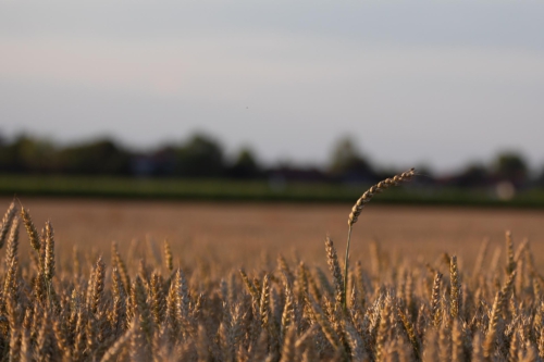 fotograf-kissing-20200720- N4B6509