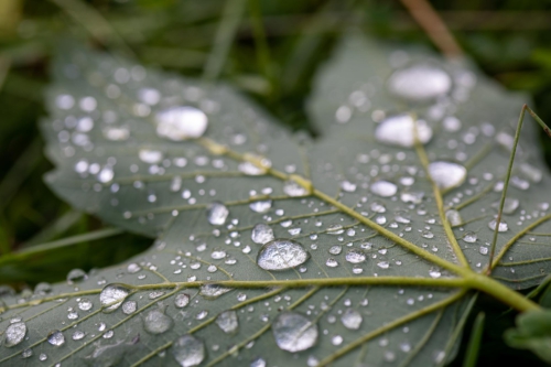 fotograf-kissing-20200703- N4B6147