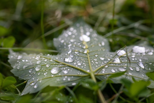 fotograf-kissing-20200703- N4B6154