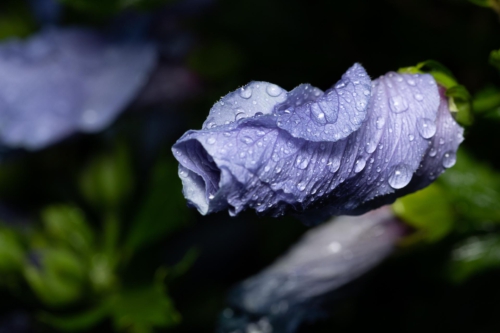 fotograf-kissing-20200730- N4B6703