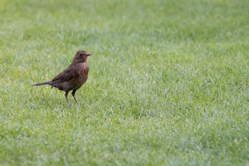 fotograf-kissing-20200720- N4B6496