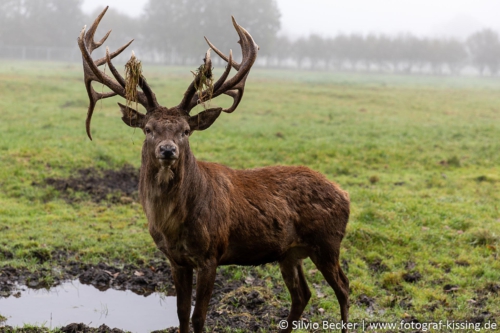 fotograf-kissing-20201018- N4B7197