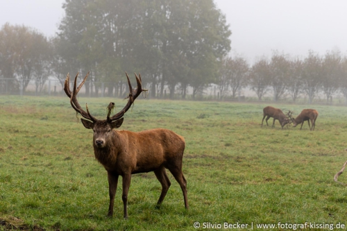 fotograf-kissing-20201018- N4B7198